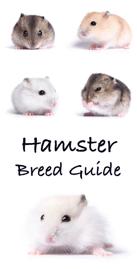 cx hamster|Chinese Hamster Breed